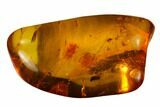 Detailed Fossil Fly (Diptera) In Baltic Amber #170073-3